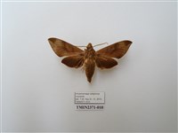 藏品(葡萄天蛾)的圖片